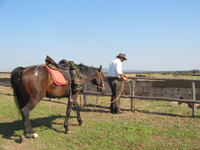  uno de nuestros espléndidos caballos